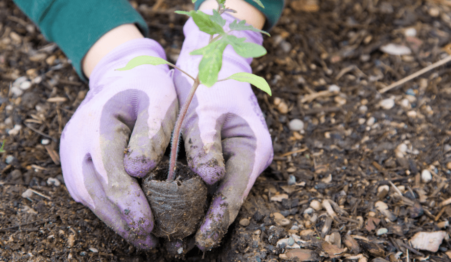 gardening